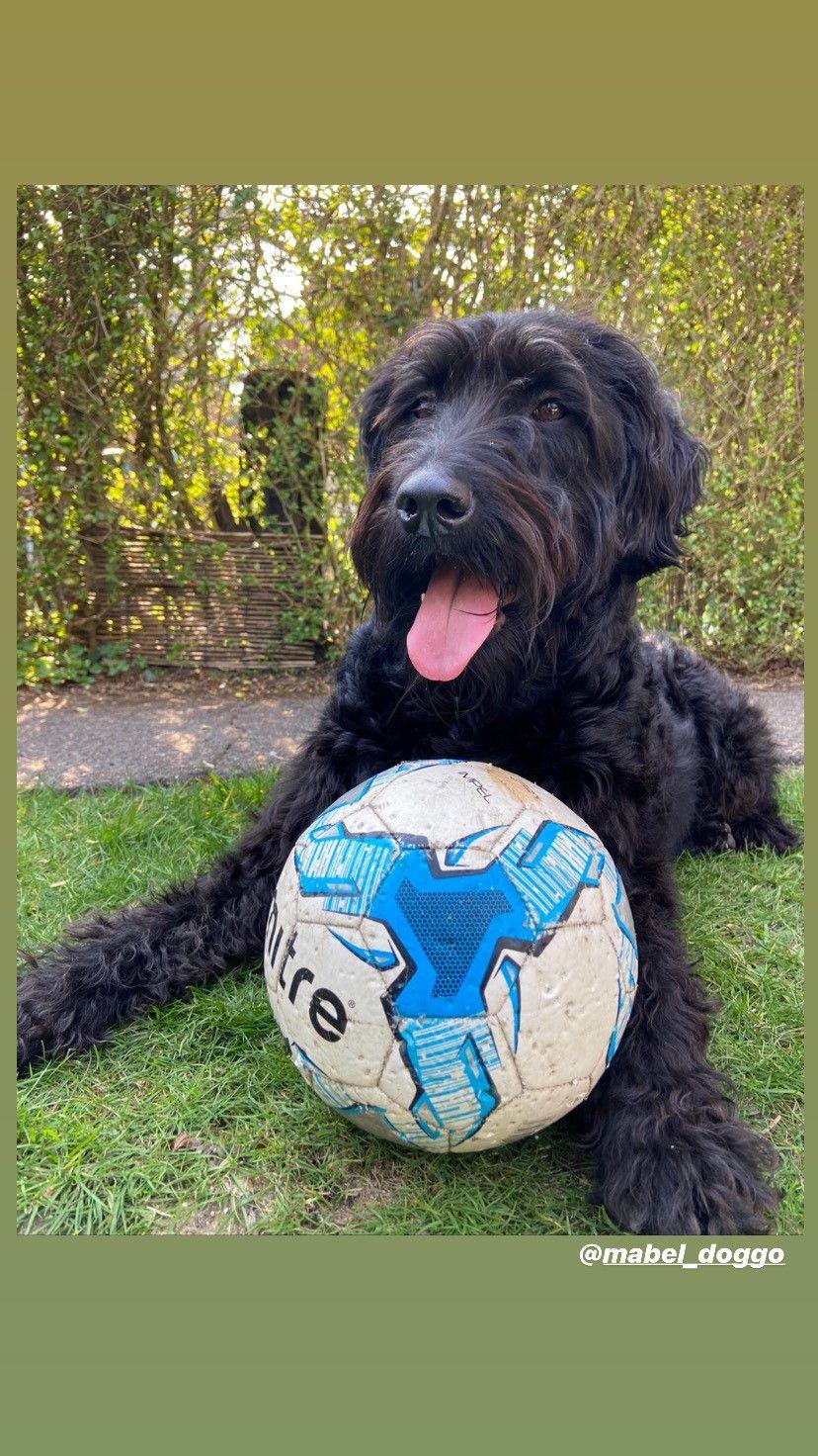 Office dog starts at NWBM